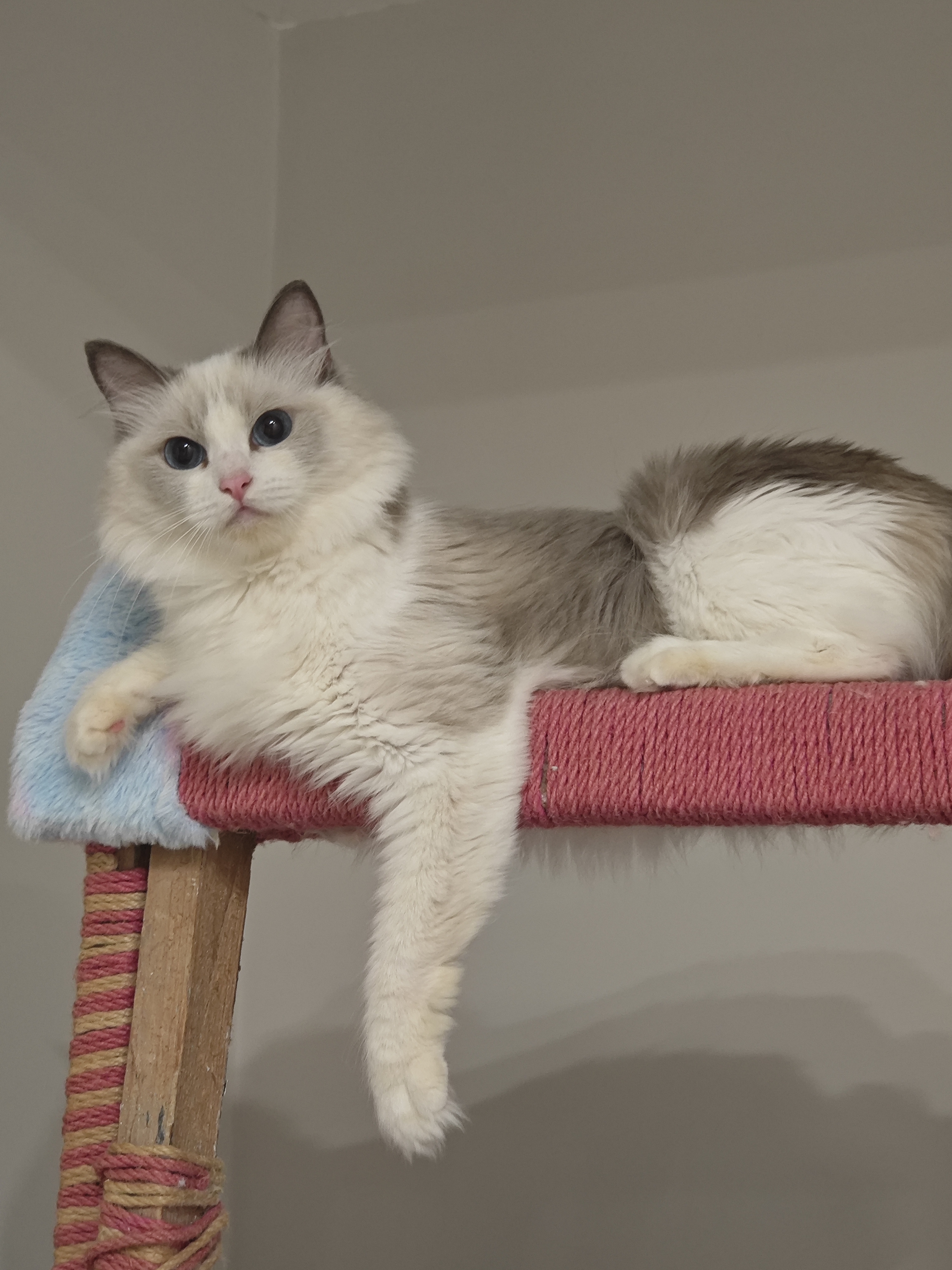 蓝双布偶猫妹妹
